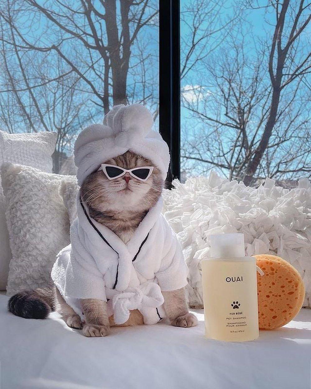 도도한 냥군일상🐾💖 이미지