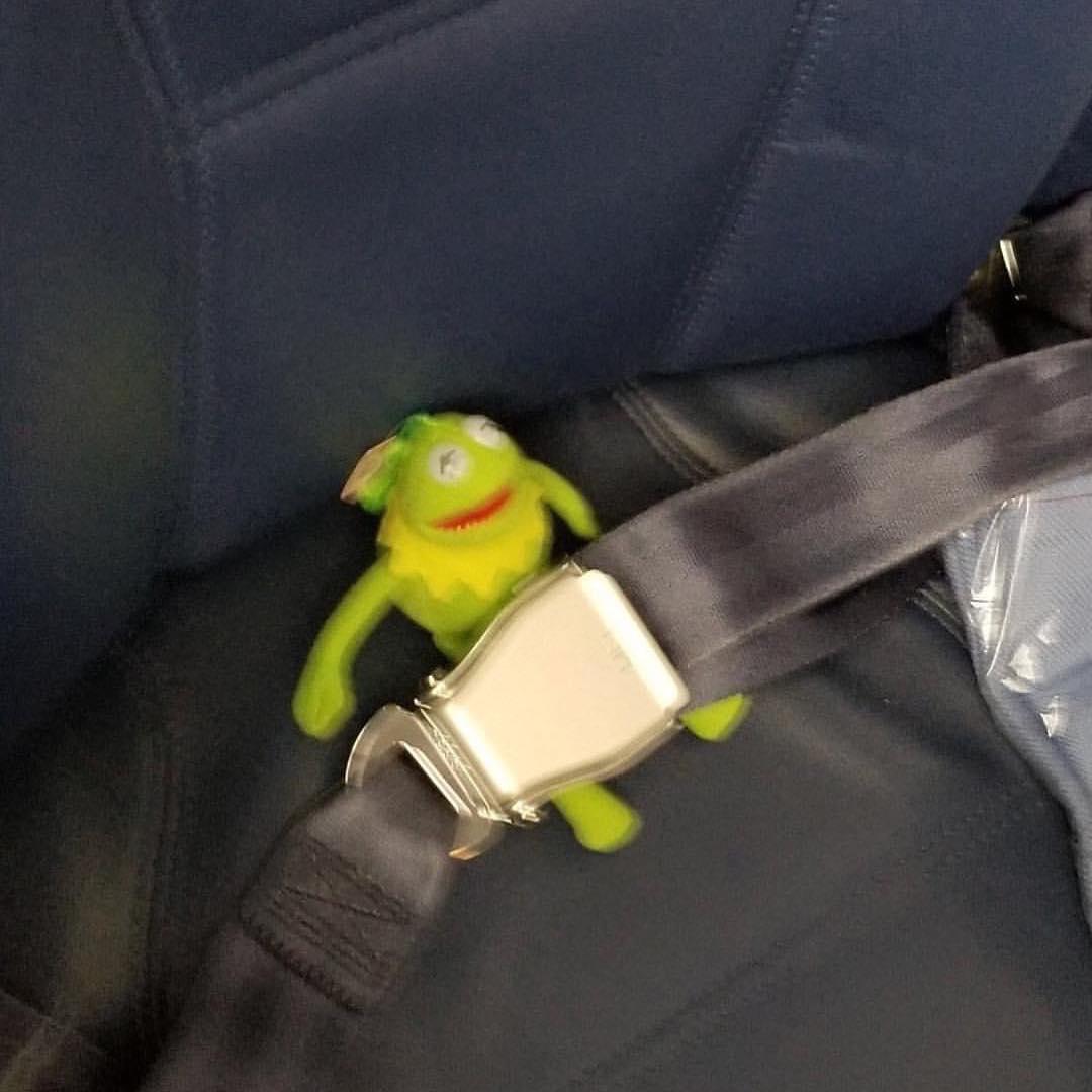 안전띠 착용! 🐸 개굴! 이미지